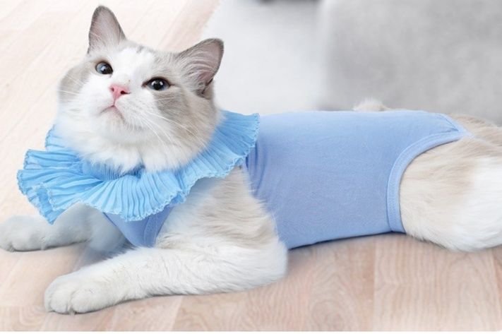 https://fulmo-img-server.com/nekohapi/1785905432655_lmntjtph_bzu5v9dm.jpeg