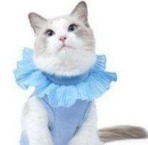 https://fulmo-img-server.com/nekohapi/1785905811952_p6cxu93m_n0mwe3se.jpeg