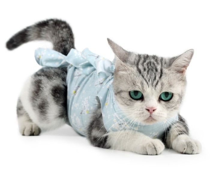 https://fulmo-img-server.com/nekohapi/1788316819328_vdnp0stg_43ijpmno.jpeg