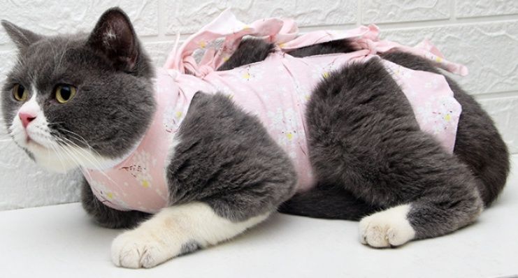 https://fulmo-img-server.com/nekohapi/1788317238687_ho0eytvk_0t4kpyol.jpeg