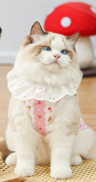 https://fulmo-img-server.com/nekohapi/1788323038653_l5f0vgxc_xj440qxy.jpeg