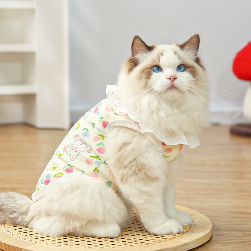 https://fulmo-img-server.com/nekohapi/1788323216333_hmwtgzqn_4wk323ui.jpeg