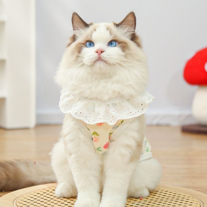 https://fulmo-img-server.com/nekohapi/1788323426261_mizlykc8_d1bkhe0u.jpeg