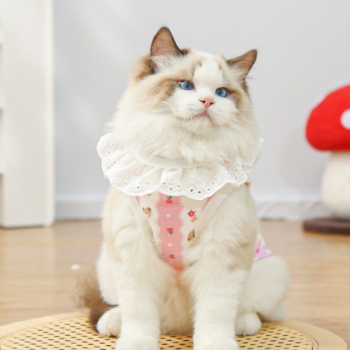 https://fulmo-img-server.com/nekohapi/1788323540016_5xjr59qg_2a8fuxe2.jpeg