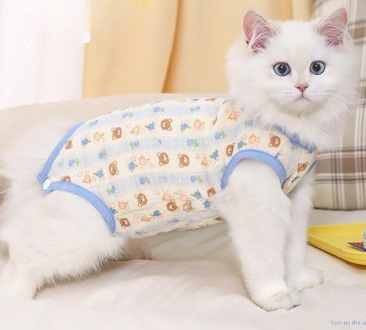 https://fulmo-img-server.com/nekohapi/1788400797379_l535nrsk_4n5c94vp.jpeg