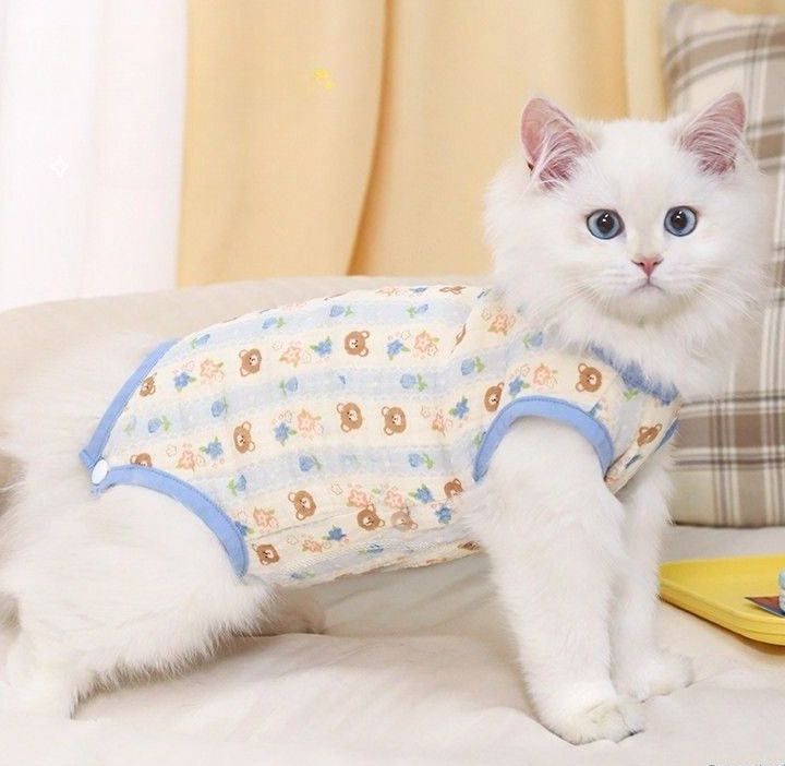 https://fulmo-img-server.com/nekohapi/1788401040916_t50c9io8_p1zq13fp.jpeg