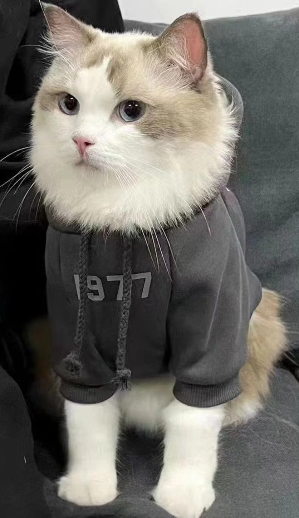 https://fulmo-img-server.com/nekohapi/1788403103479_i22hob49_di2x1mi2.jpeg