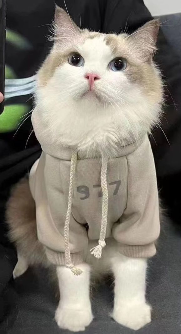 猫洋服 数字プリントフード付きパーカー