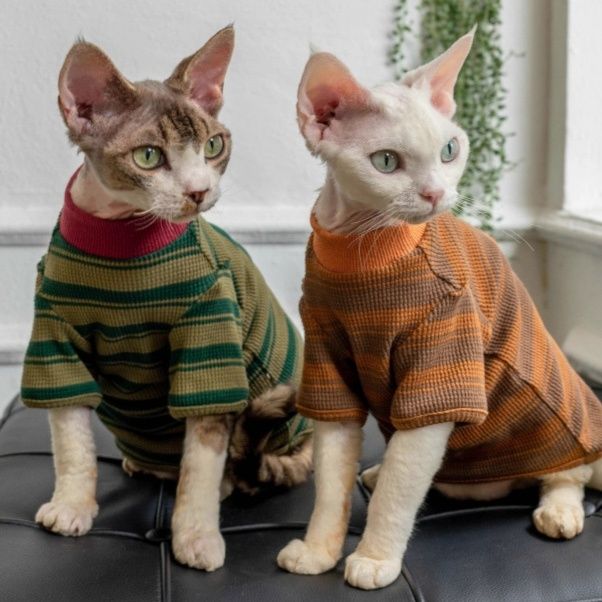 https://fulmo-img-server.com/nekohapi/1791850294436_6wvzpvsi_hq5jgj5f.jpeg