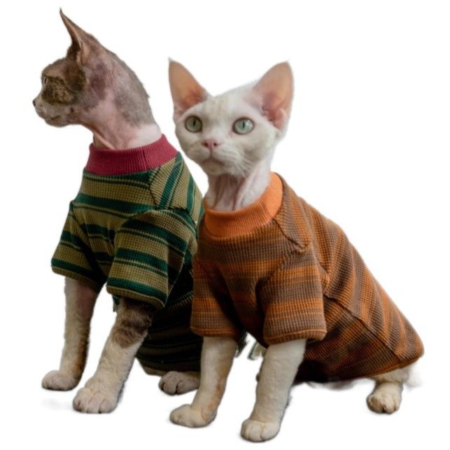https://fulmo-img-server.com/nekohapi/1791850330824_93u87mzj_1a6ccqf2.jpeg