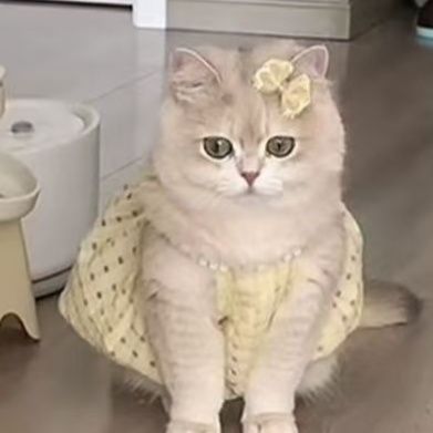 https://fulmo-img-server.com/nekohapi/1791854470633_a2b25r0v_9q722cd4.jpeg