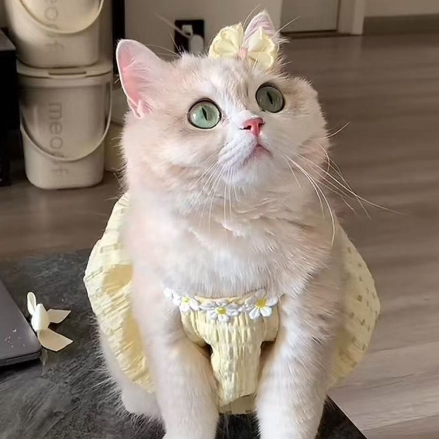 https://fulmo-img-server.com/nekohapi/1791854487795_newgsisr_cg7psimd.jpeg