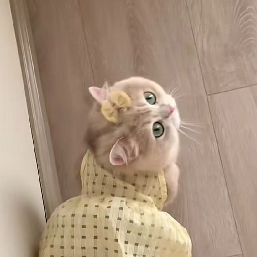 https://fulmo-img-server.com/nekohapi/1791854506522_x29bhf3m_latcpjk4.jpeg