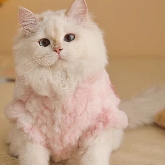 https://fulmo-img-server.com/nekohapi/1791854800727_tha0tdrf_1y3ru7x3.jpeg