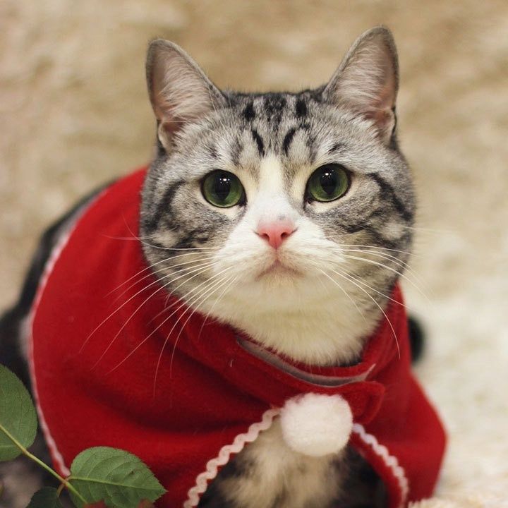 https://fulmo-img-server.com/nekohapi/1791856085113_g9i363jp_xvqrubgi.jpeg