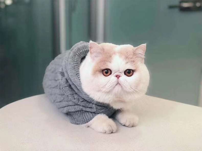 Cat Clothing Sphinx | Warm Border Wear for Cats