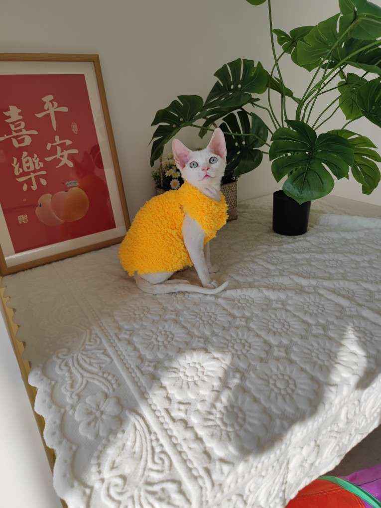 猫服  モコモコあったかスフィンクスキャットウェア