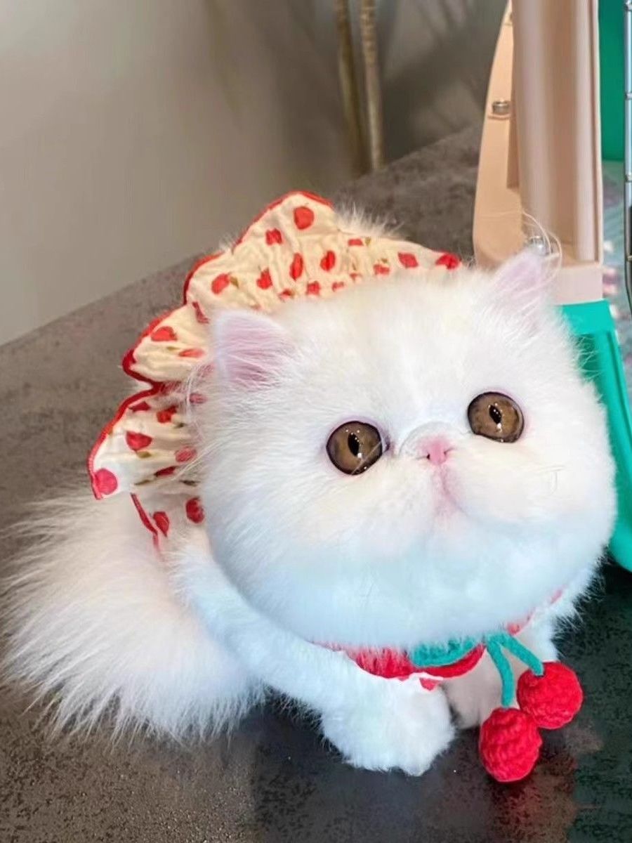 猫服 ふんわり果実ポンポンケープ