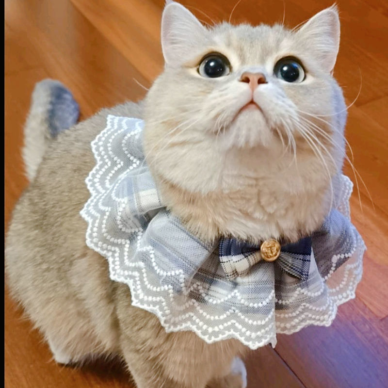 猫服 上品チェック柄リボンとレース付き首輪