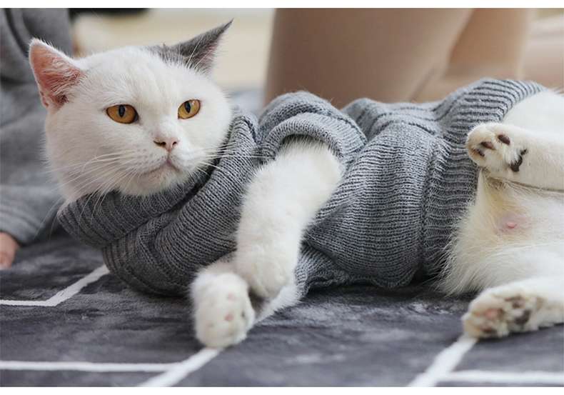 Cat Clothing Sphinx | Warm Border Wear for Cats