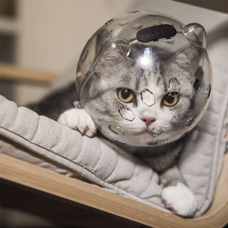 猫 エリザベスカラー | 宇宙飛行士の首輪