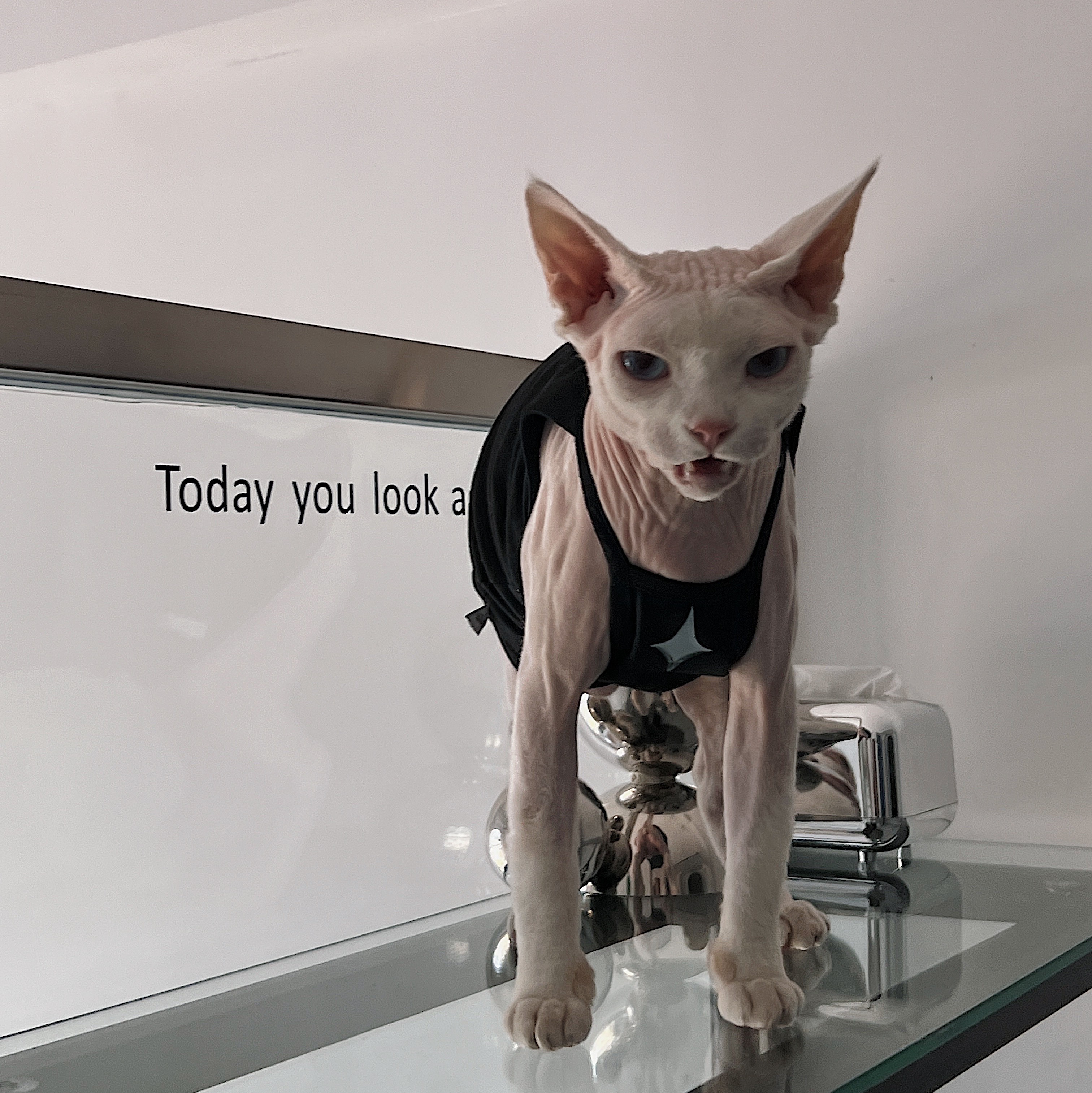 https://fulmo-img-server.com/nekohapi/281dbcf5-2e72-4fd0-bf82-b0559a06082b.jpg
