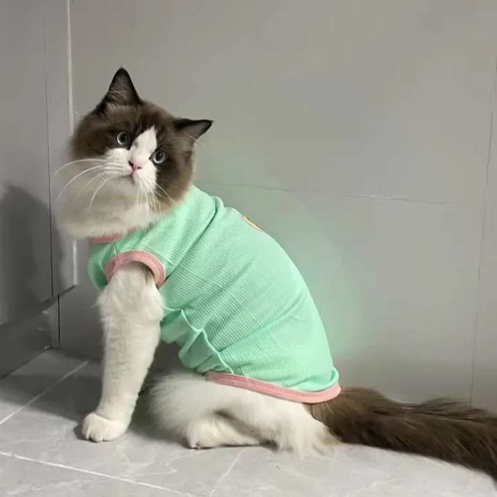 https://fulmo-img-server.com/nekohapi/30be7813f369439f9fc27050d0f30830.jepg