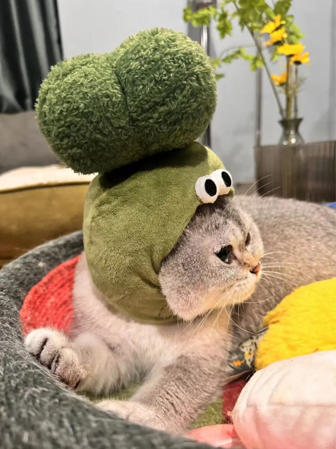 猫服 もふもふ野菜なりきり帽子