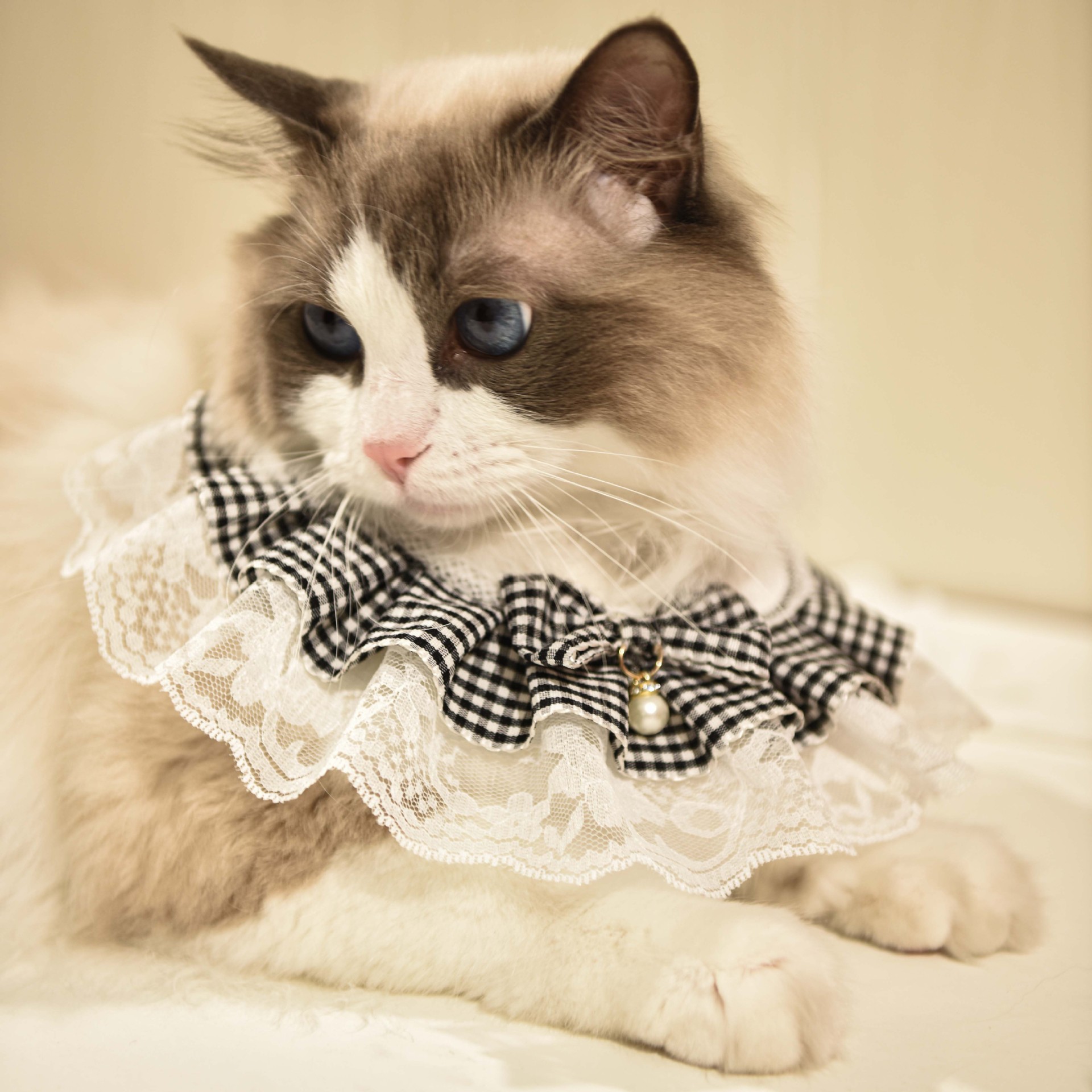 猫服 お姫様レース首輪