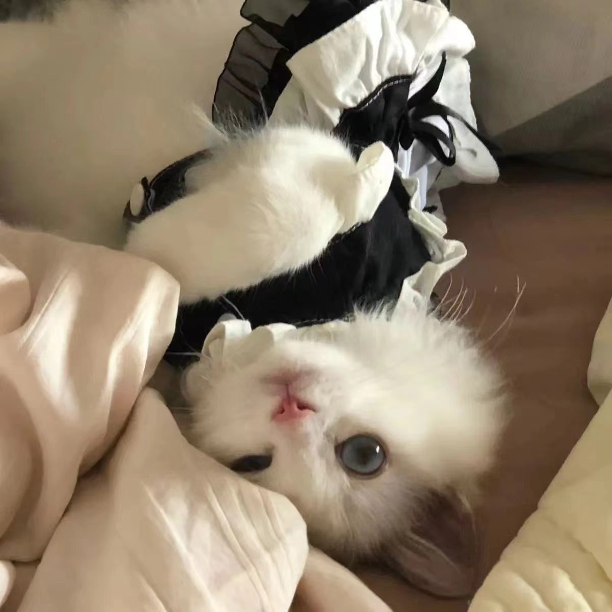 https://fulmo-img-server.com/nekohapi/36695c74-f442-411e-9372-520b8f62316f.jpg