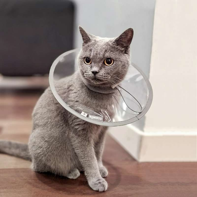 Cat Elizabethan Collar | Fluffy Fashion Collar for Cats