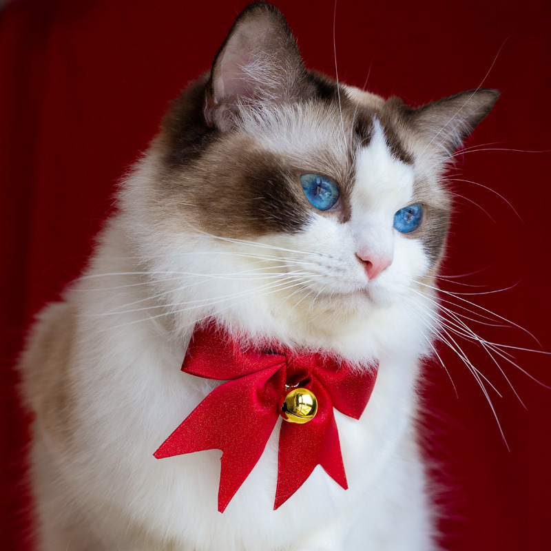 猫服 華やかリボンと鈴付きふわふわファー首輪