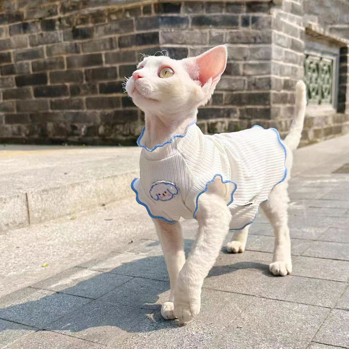 https://fulmo-img-server.com/nekohapi/398cef0a-62ab-4bad-9ae4-ff20ea1f131a.jpg