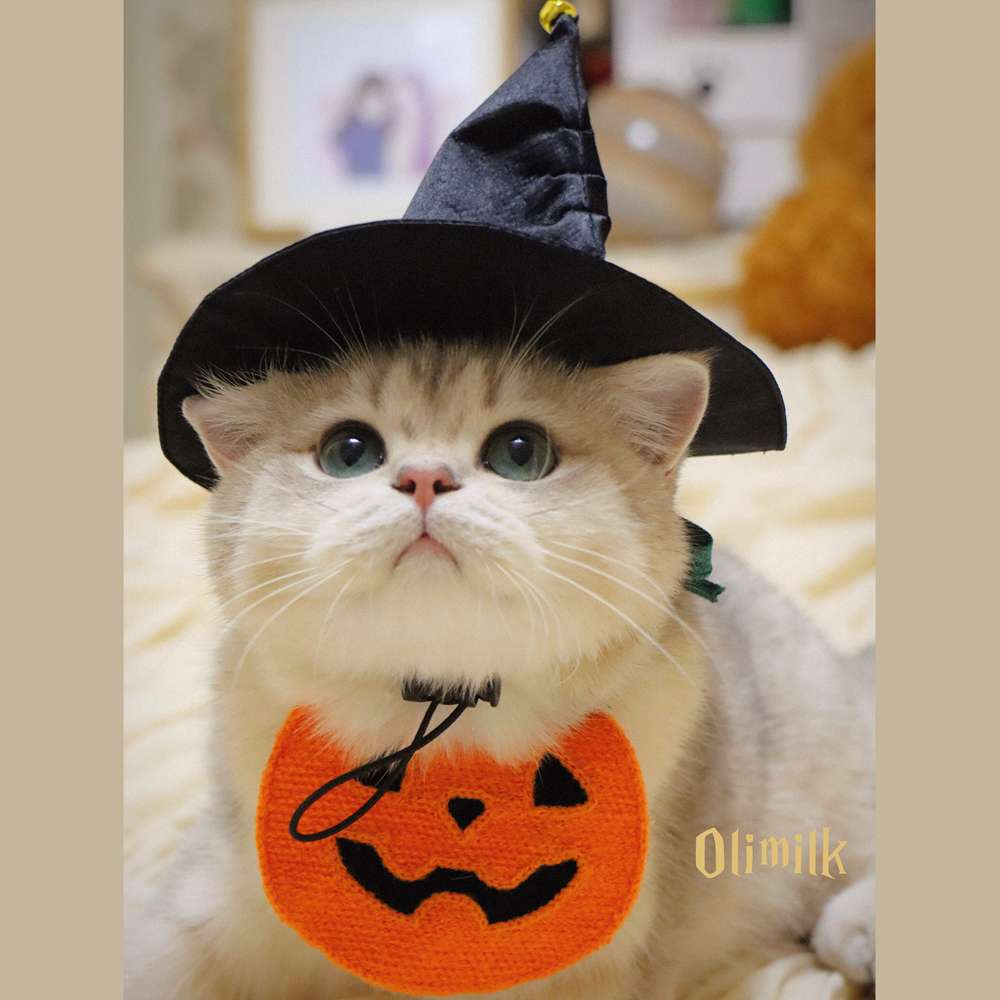 猫服  ハロウィン魔法使い猫コスチュームセット