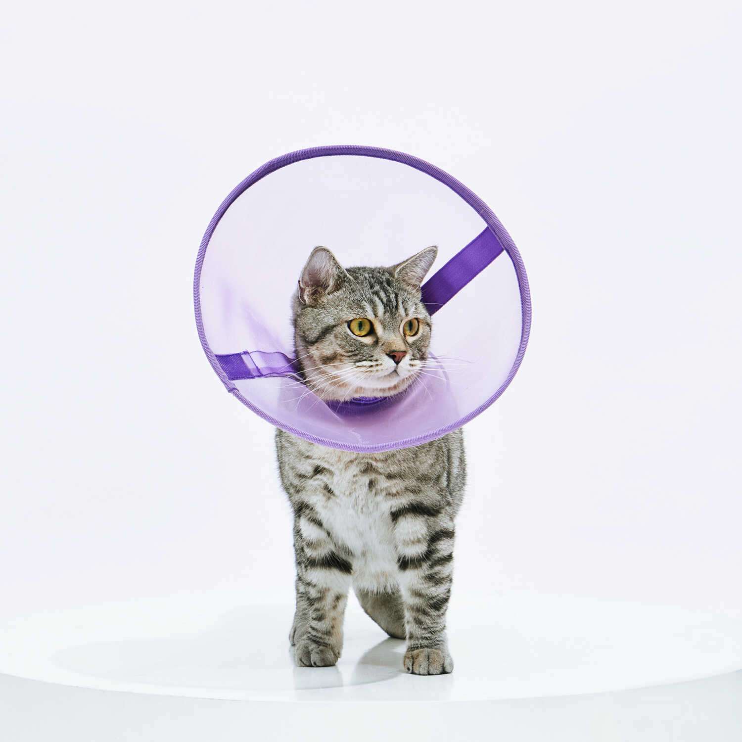 Cat Elizabethan Collar | Starry Sky Cat Collar – Relaxing Type