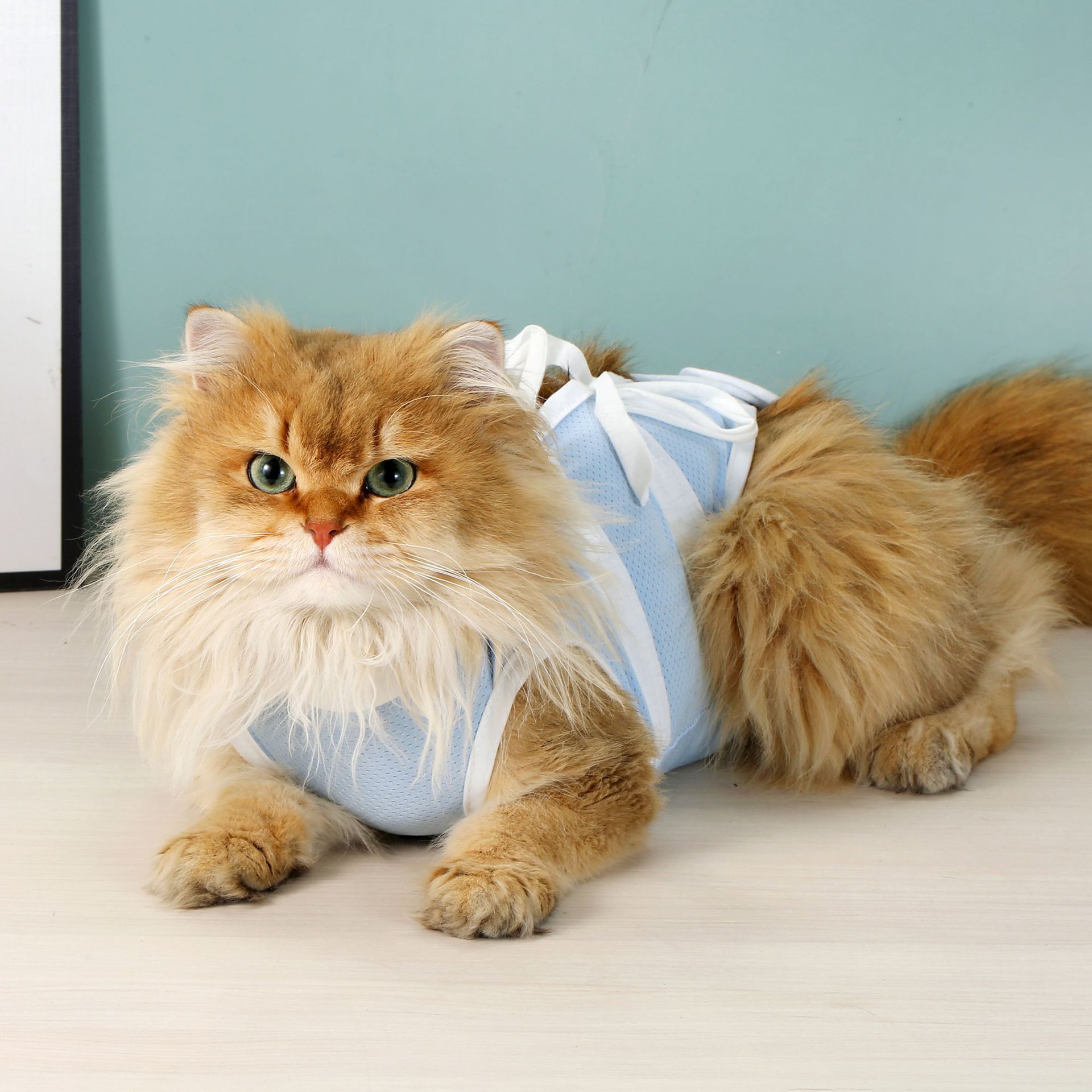 https://fulmo-img-server.com/nekohapi/41969656-56b9-46ac-9b74-4dab75c408be.jpg