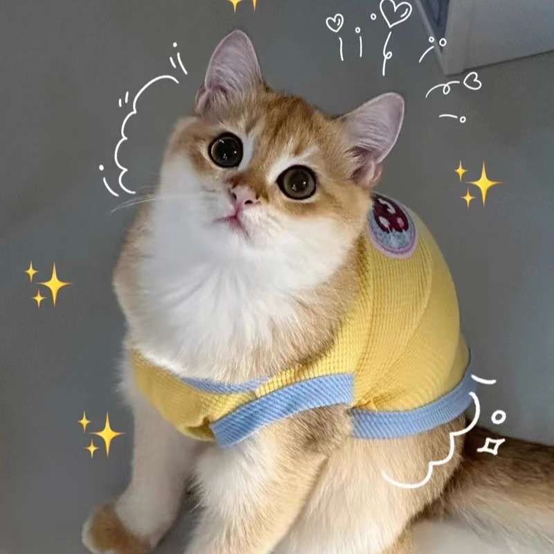 https://fulmo-img-server.com/nekohapi/419dcd4e68cd48a2ba9b12195efcb5ce.jepg