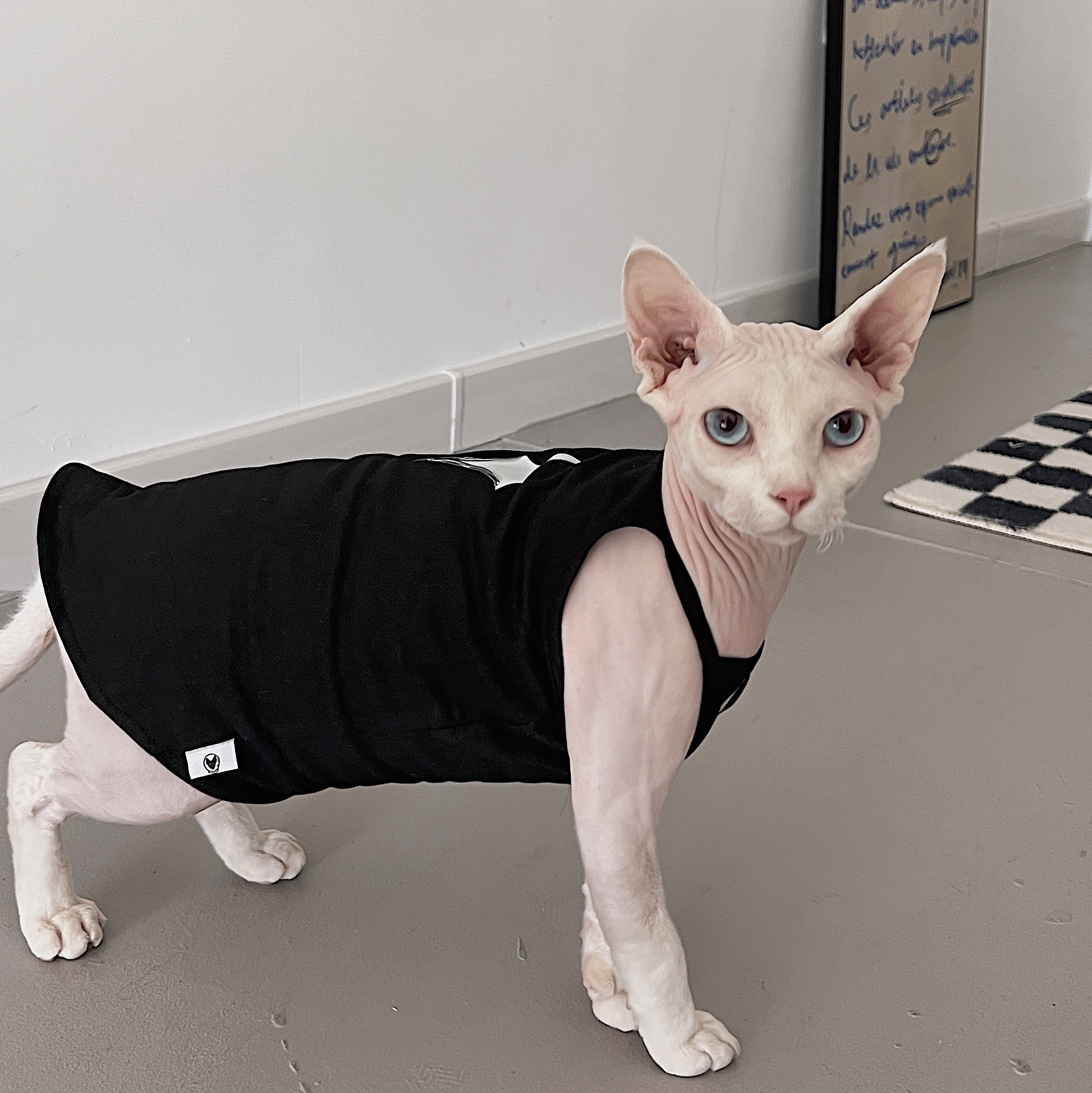 https://fulmo-img-server.com/nekohapi/4577640c-f993-49bd-bd6d-84bc508533c7.jpg