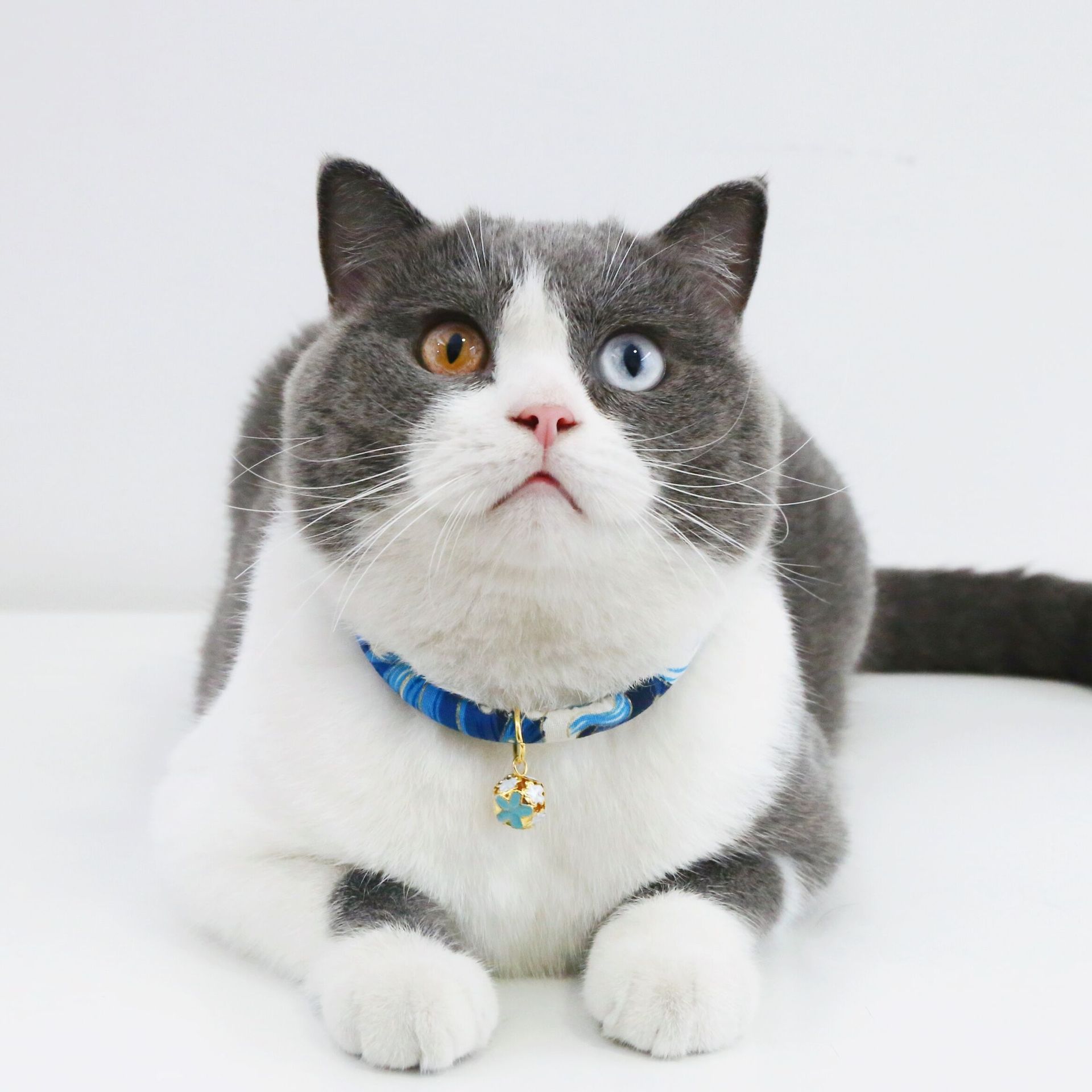 猫服 水玉模様とファー付き花飾り鈴首輪