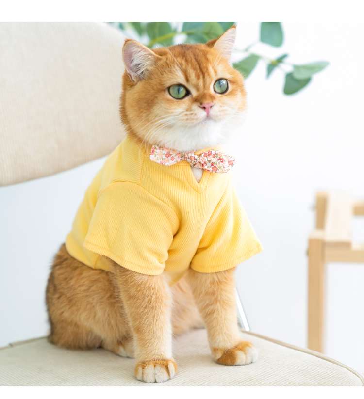 Cat Clothing Clothing | Fluffy Cat Fashion Border