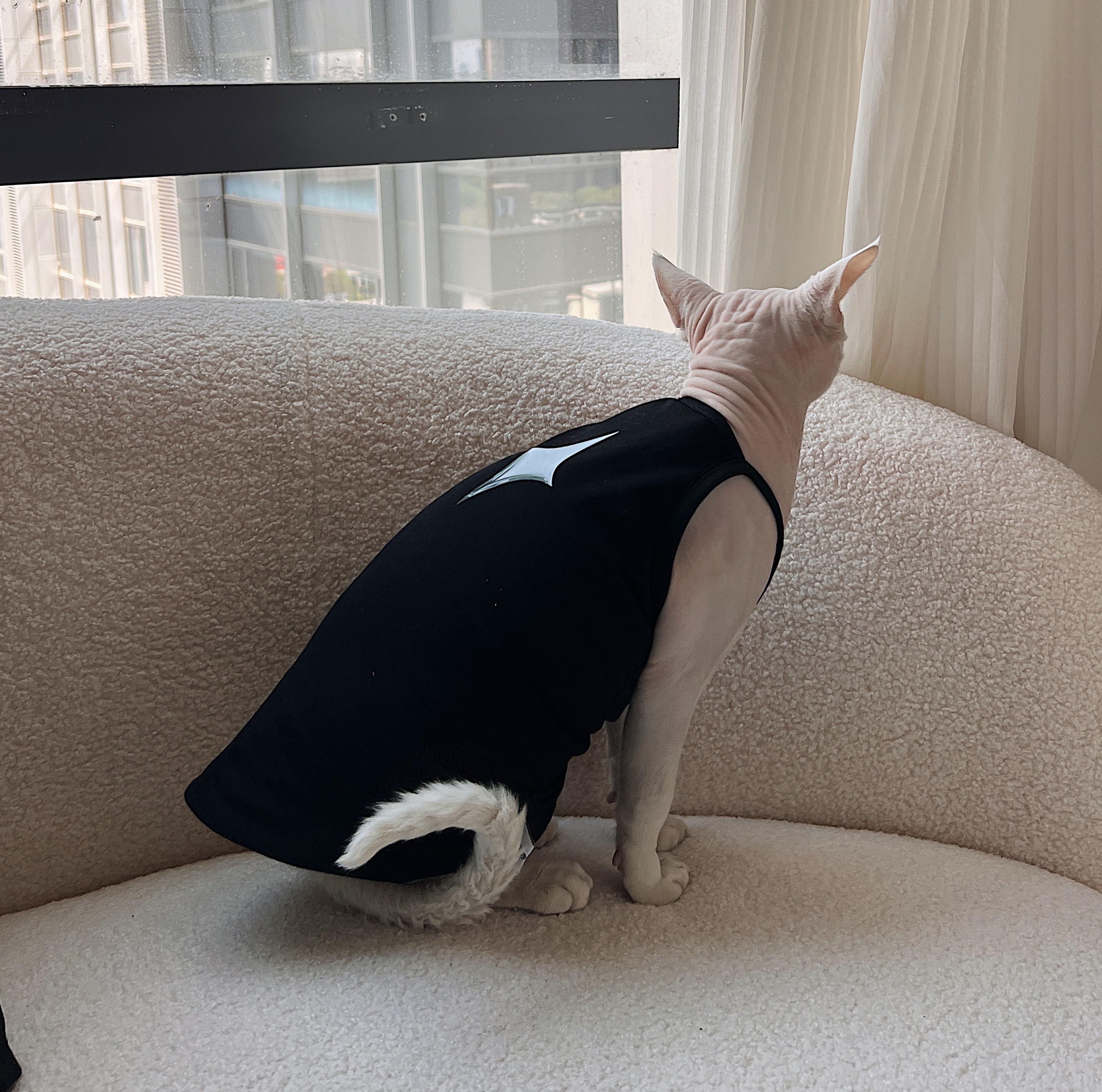 https://fulmo-img-server.com/nekohapi/49133f96-4fd9-49bf-ab8a-8186584c3f2a.jpg