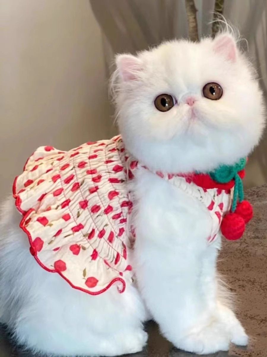 猫服 ふんわり果実ポンポンケープ