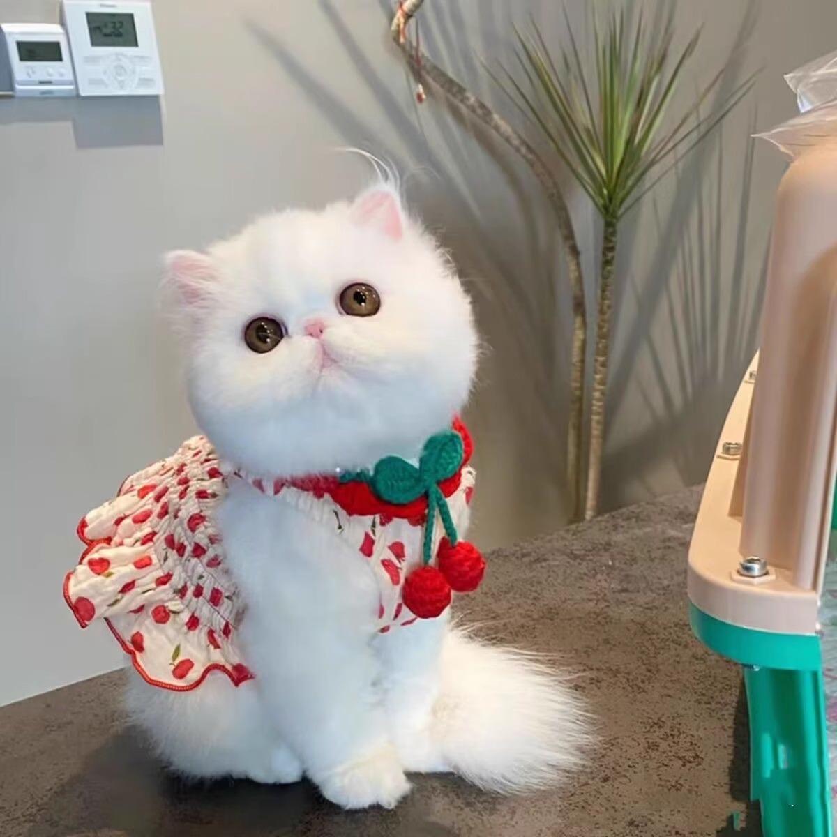 https://fulmo-img-server.com/nekohapi/4dfad887-b896-4b64-a030-d7bbbd3d2bfe.jpg