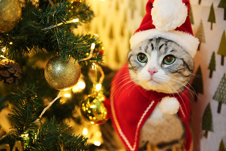 https://fulmo-img-server.com/nekohapi/4f08bd2d-a0b4-404e-9cb9-3fe2c7ce8b59.jpg