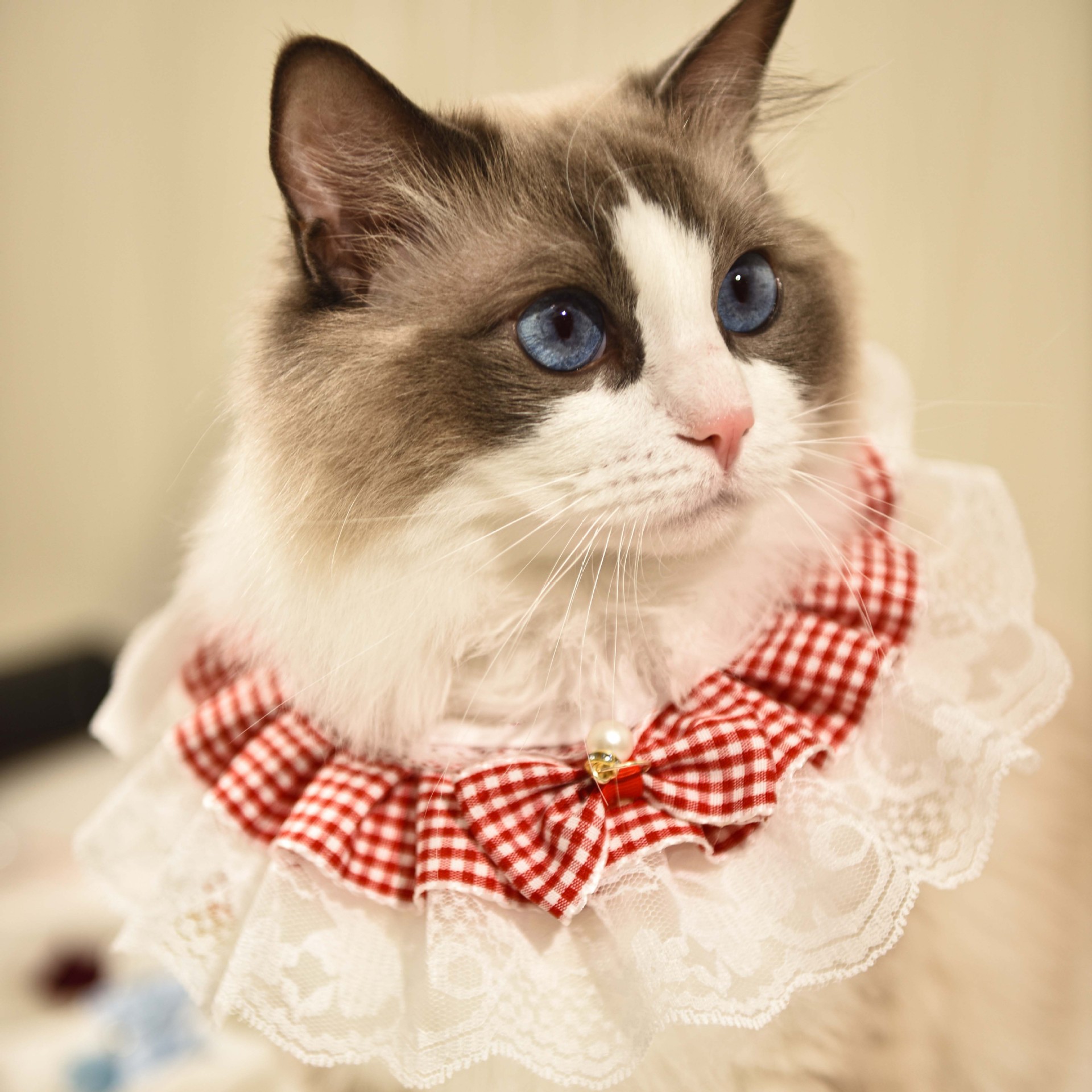 猫服 お姫様レース首輪