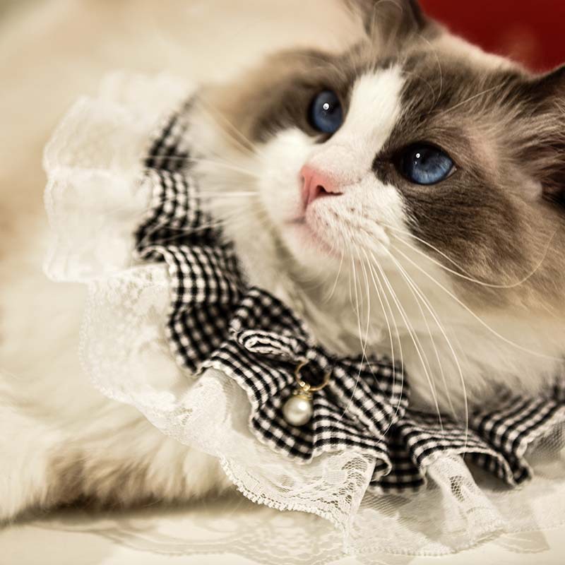 猫服 お姫様レース首輪
