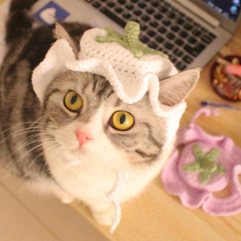 Cat Clothing Hats | Hamburger Cat Hat