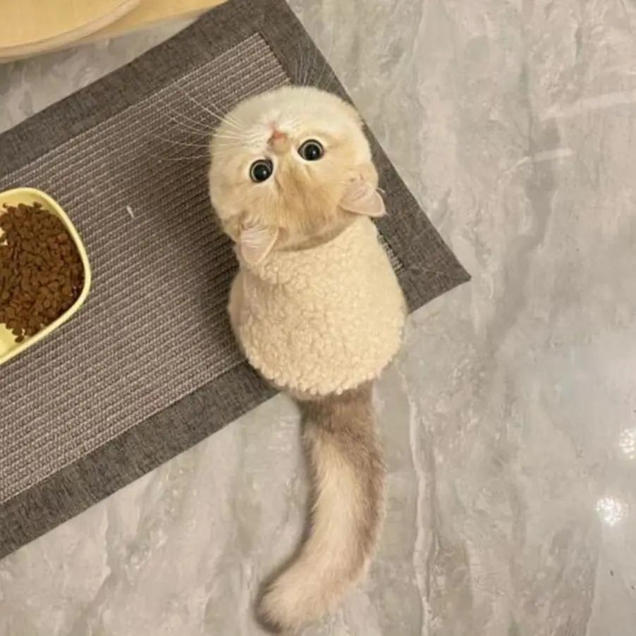 猫服 もこもこボタン付きベスト