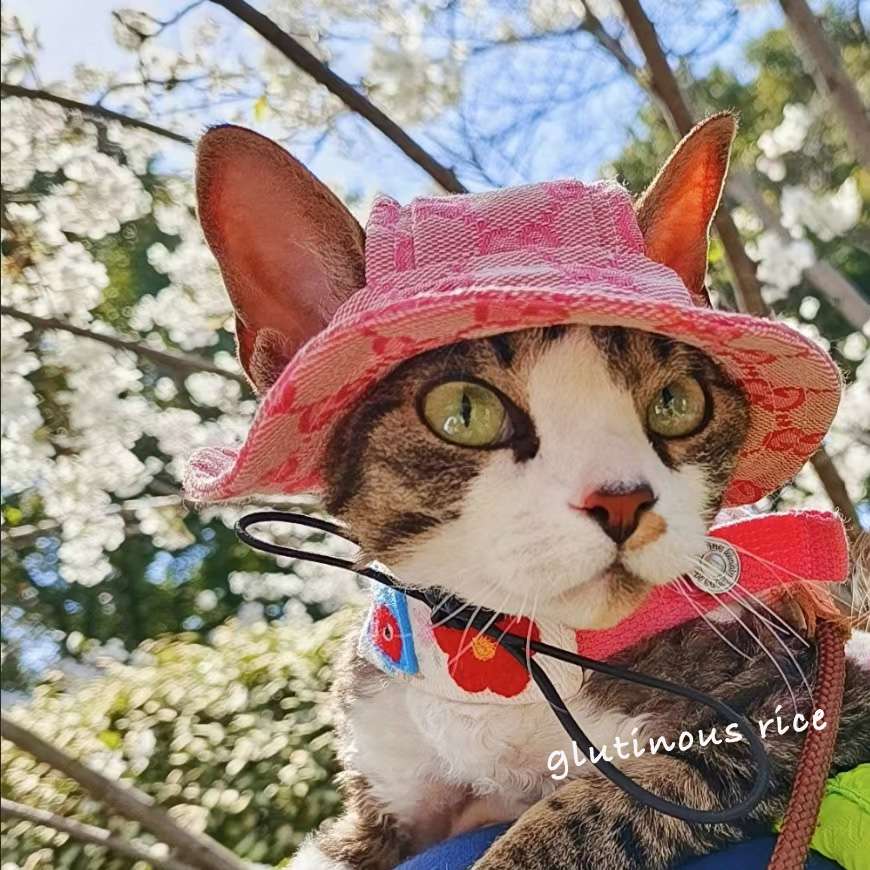 Cat Clothing Hats | Fluffy Transformation Hat