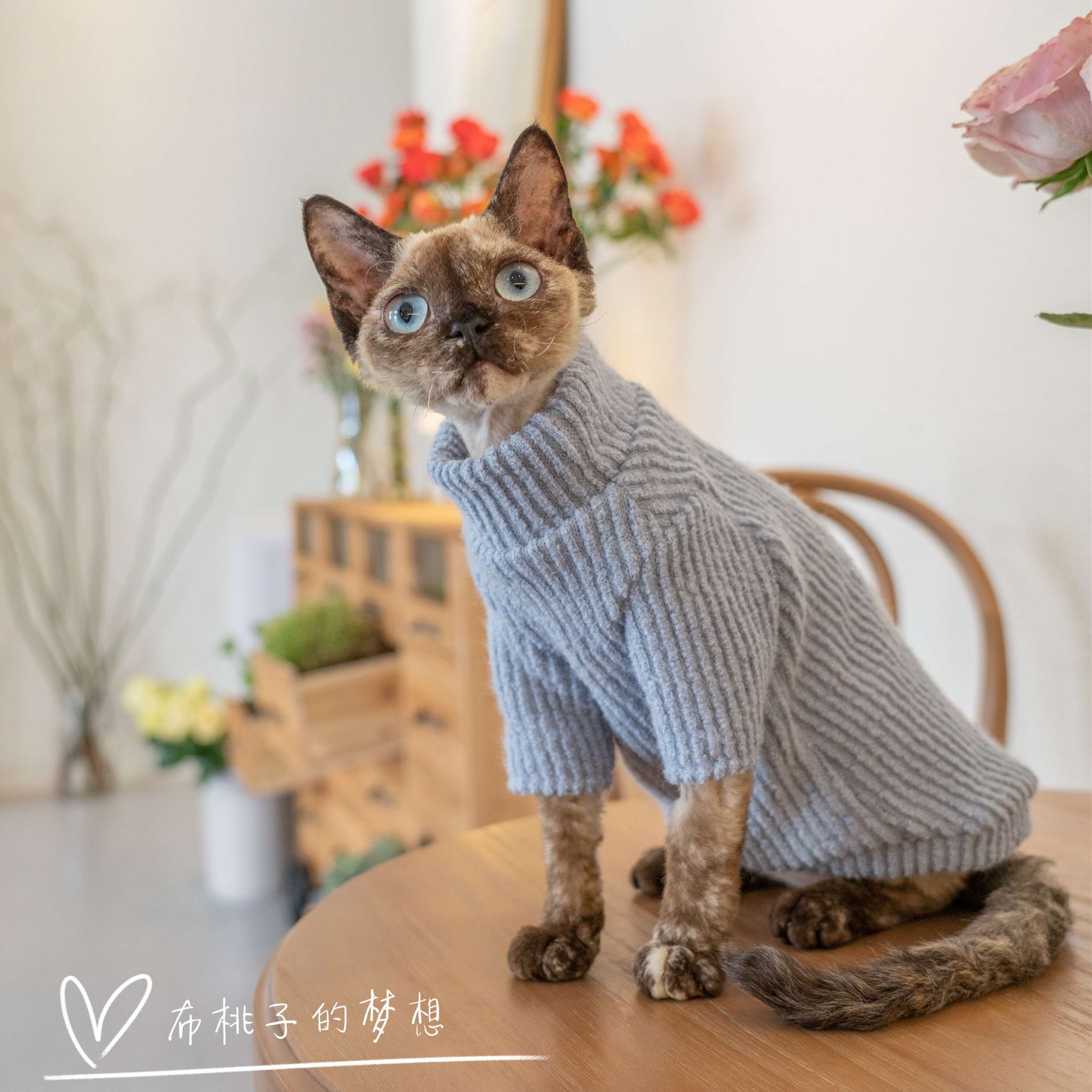 猫服  スフィンクス用あったかリブニットセーター